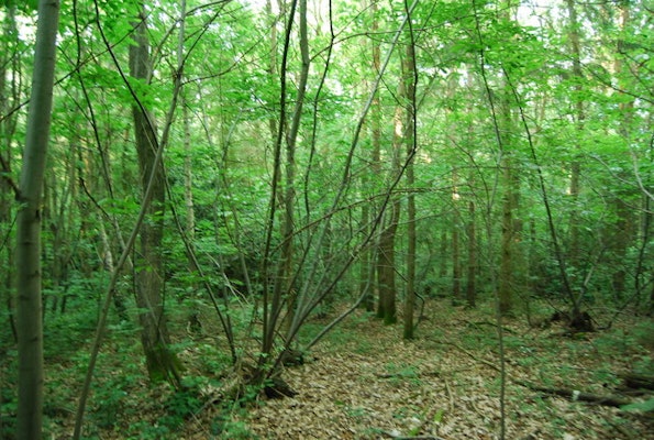 Dog walks in Cottingham Dene woodland