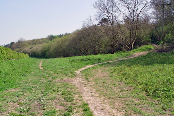 Dog walks in Cottingham nutwood and waulby scrogs