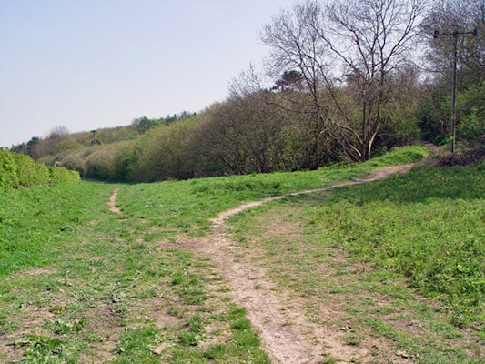 Dog walks in Cottingham nutwood and waulby scrogs