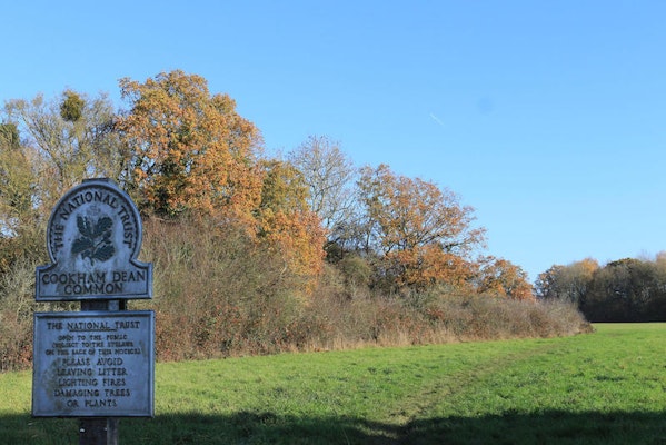 Cookham dog walk