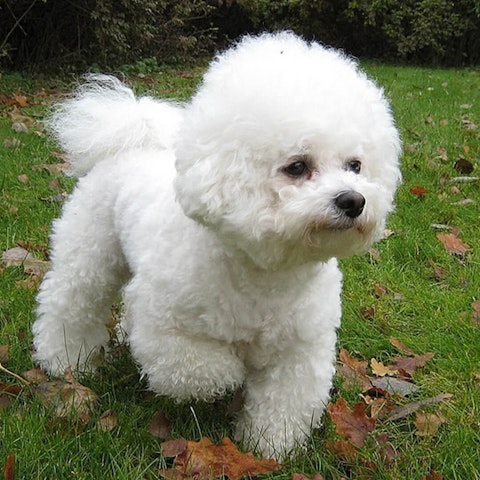 Bichon Frise