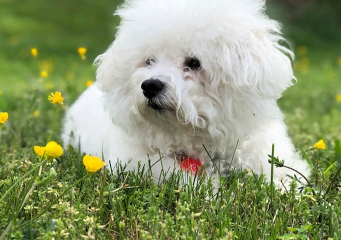 Bichon Frise