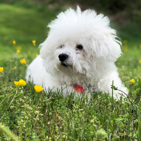 Bichon Frise