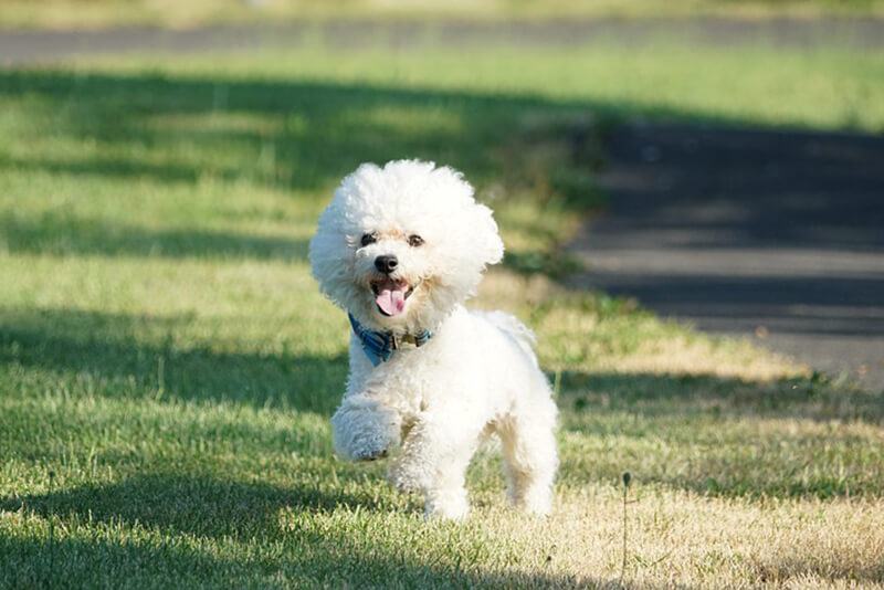 how do you brush a bichon frise