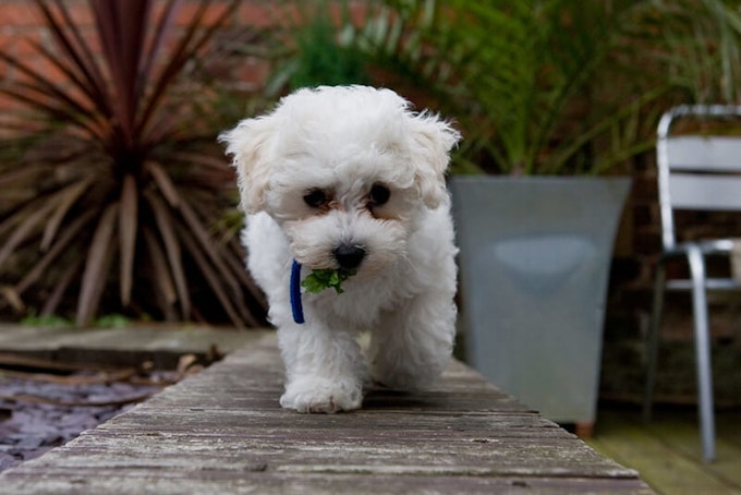 Bichon Frise puppy