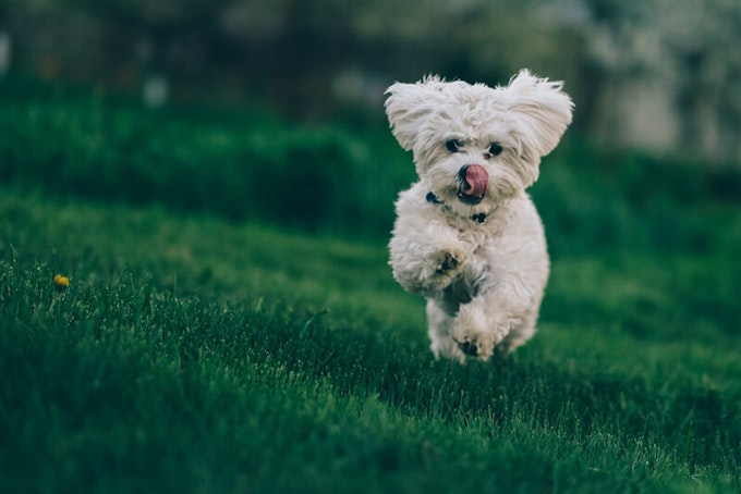 Bichon Frise running