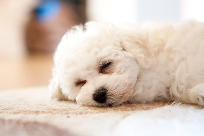 Bichon Frise sleeping