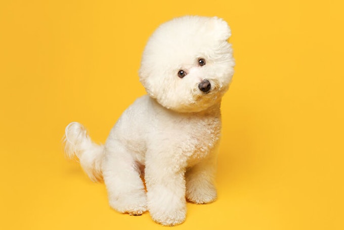 Bichon Frise teddy bear cut