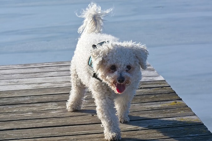 Bichon Frise dog breed