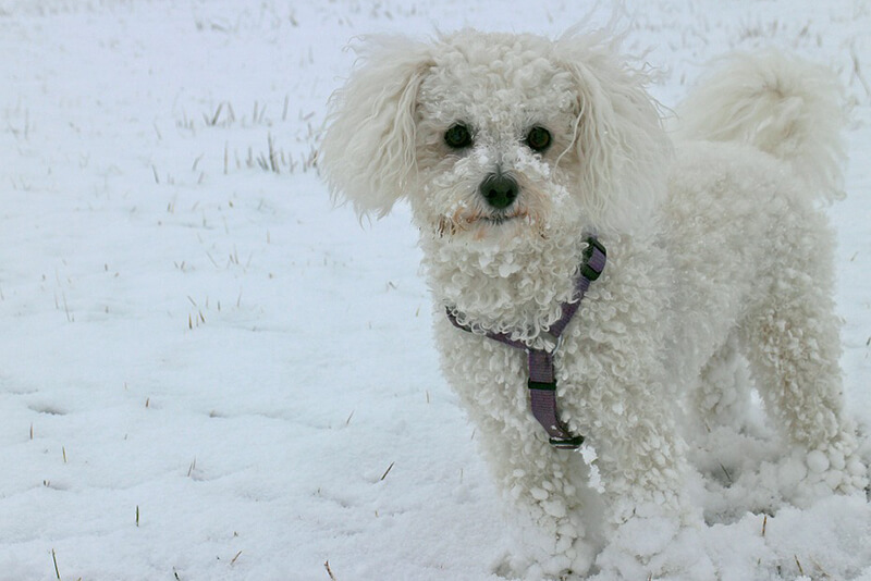 Best dog food for Bichon Frises Pure Pet Food