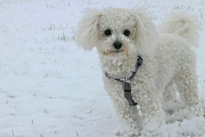 Best dog food for a Bichon Frise