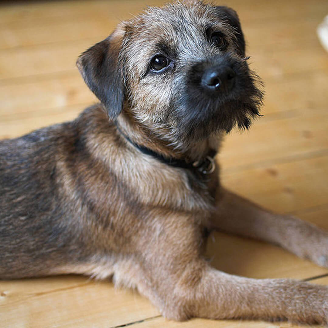 how much exercise does my border terrier need