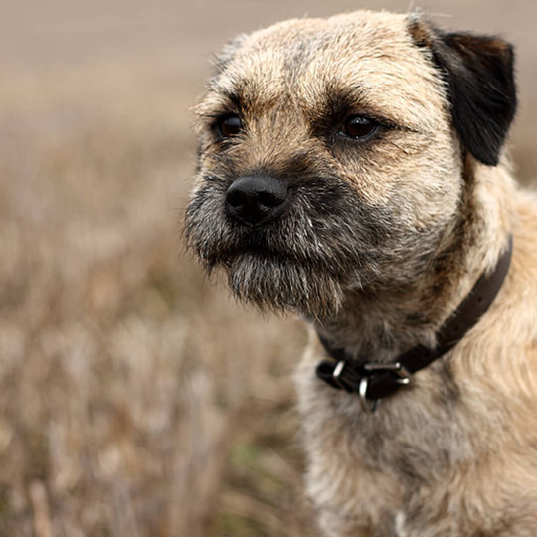 should i wash my border terrier