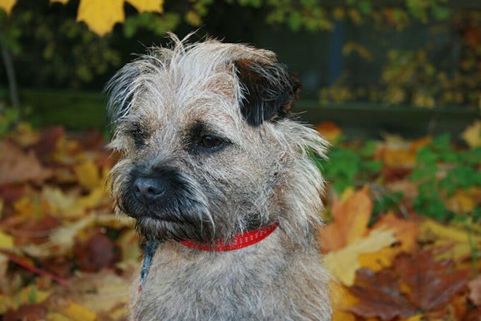 are border terriers double coated