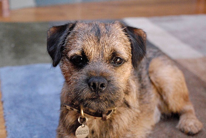 Red grizzle Border Terrier
