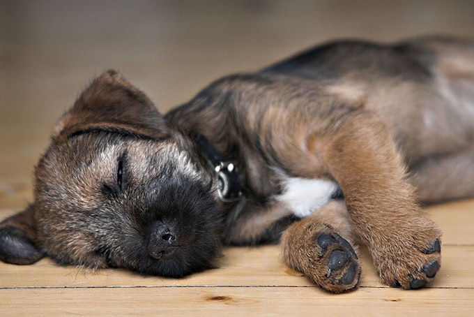 Dark grizzle and tan Border Terrier