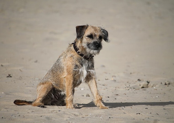 Grizzle and tan Border Terrier