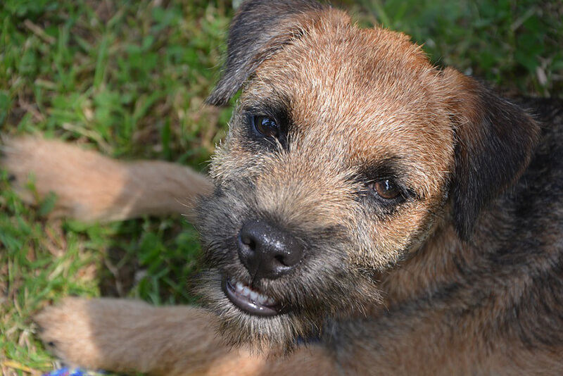 Red border terrier sales puppies