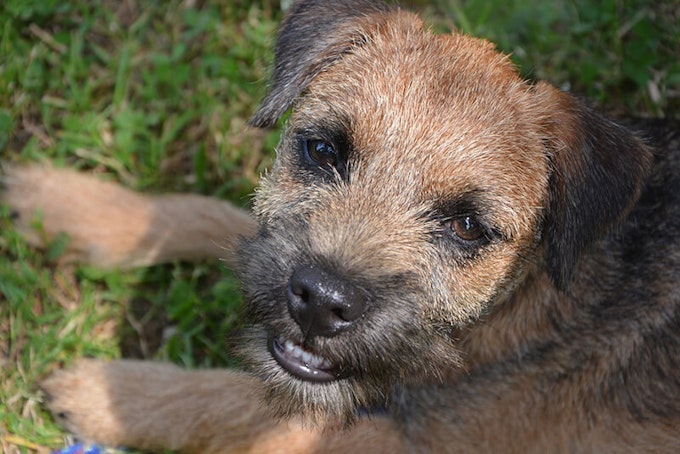 are border terriers double coated