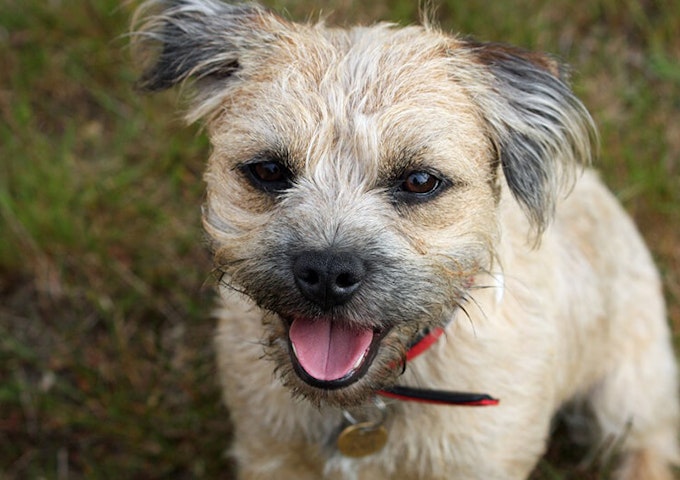 Light grizzle Border Terrier