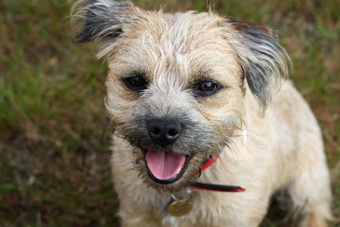 Light grizzle Border Terrier