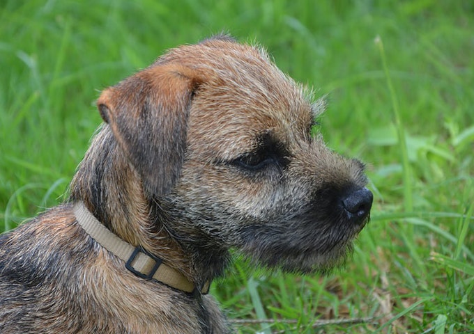 Dark red grizzle Border Terrier