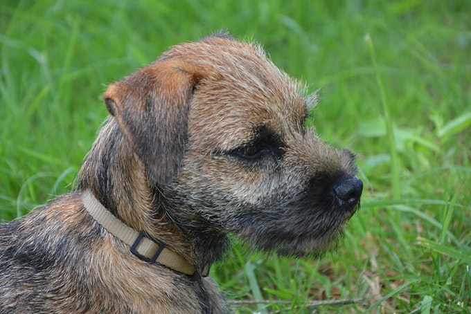 Dark red grizzle Border Terrier