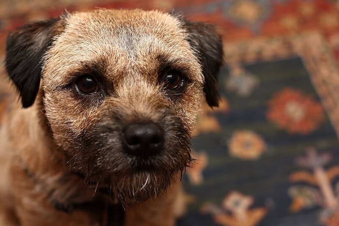 Dark grizzle and tan Border Terrier