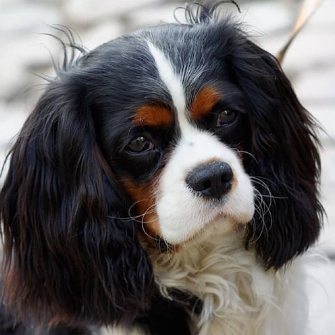 Cavalier King Charles Spaniel