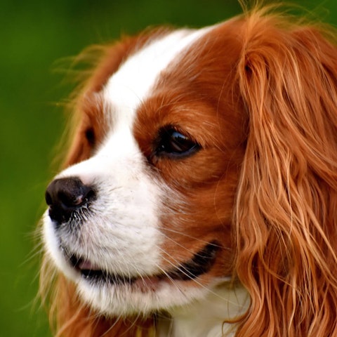 Cavalier King Charles Spaniel