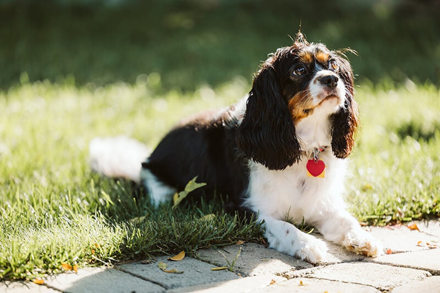 Black, white and tan Cavalier King Charles Spaniel