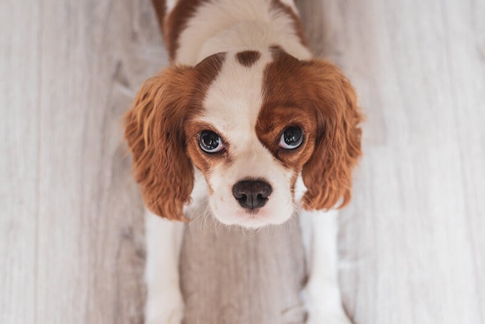 Red and chestnut Cavalier King Charles Spaniel
