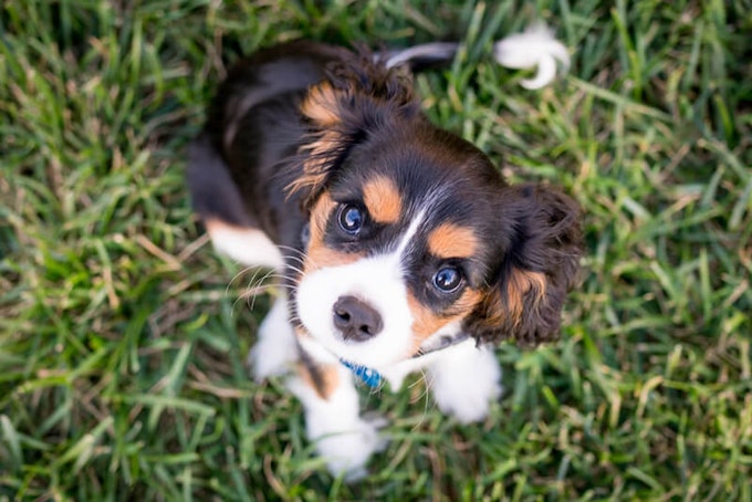 Tri-colour Cavalier King Charles Spaniel puppy