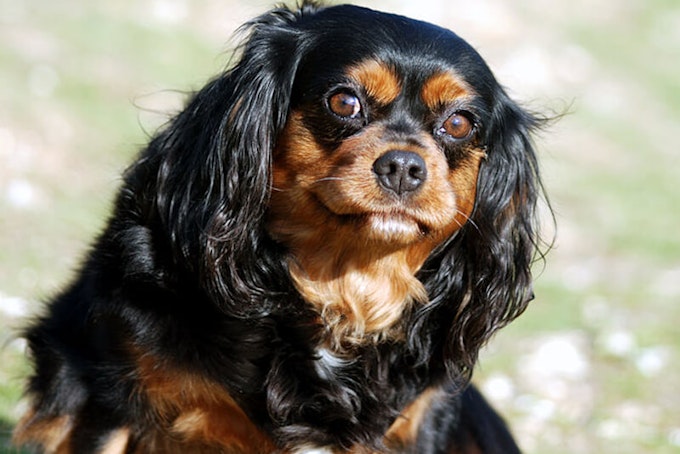 Black and tan Cavalier King Charles Spaniel