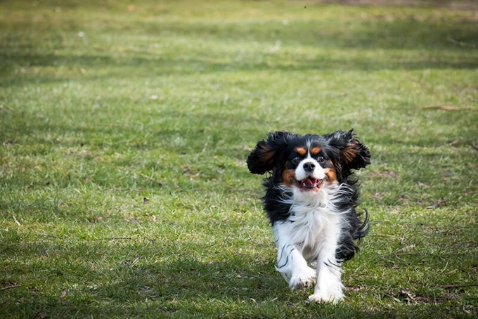 Black, white and tan Cavalier King Charles Spaniel