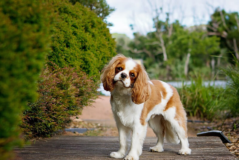 how many litters can a cavalier king charles spaniel have