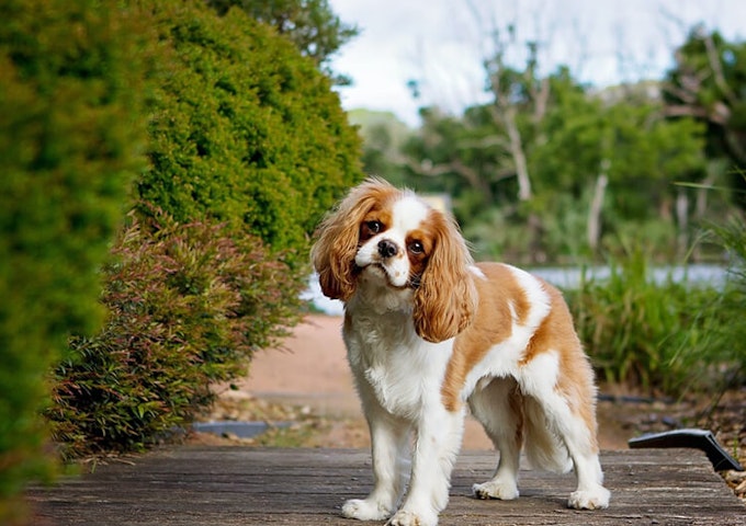 Chestnut and white Cavalier King Charles Spaniel