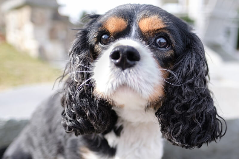 do king charles spaniel howl