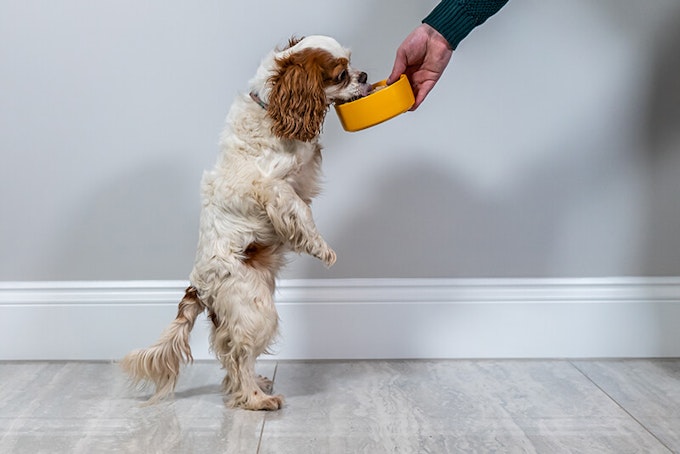 Chestnut and white Cavalier King Charles Spaniel