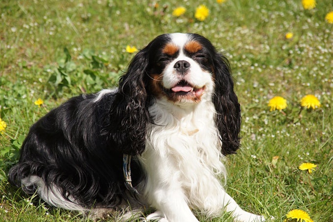 Black, white and tan Cavalier King Charles Spaniel