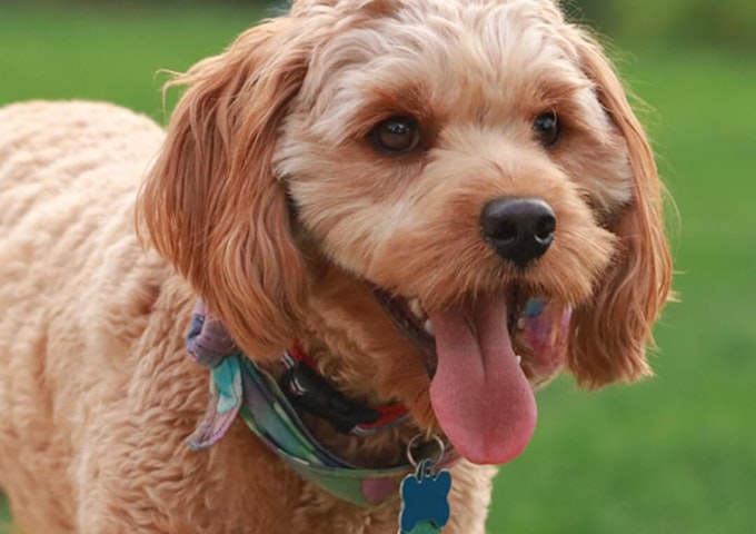 Do Cavapoo Puppies Change Colour