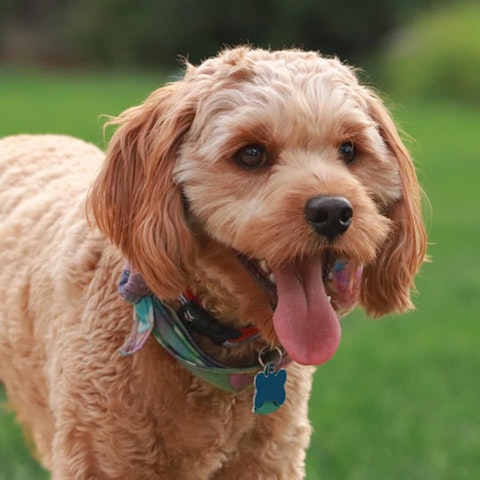 Cavapoo