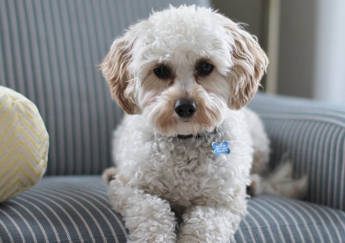 Cavapoo - Pure Pet Food