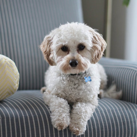 White cavapoo