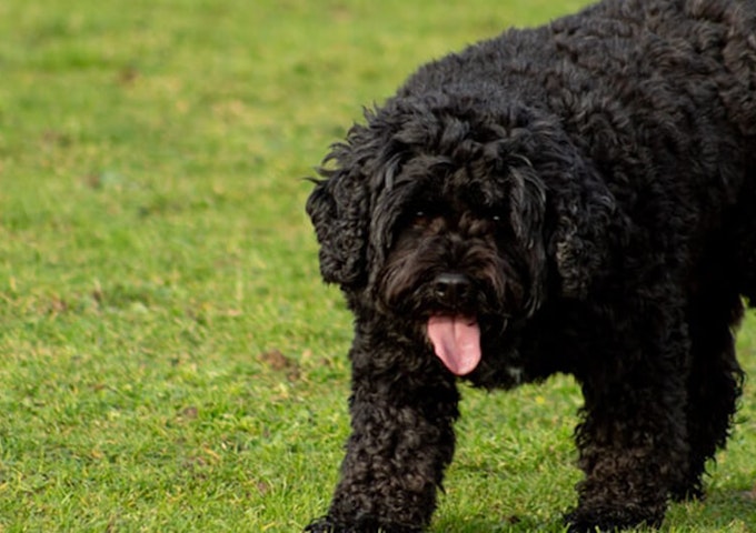 Cavapoo - Pure Pet Food