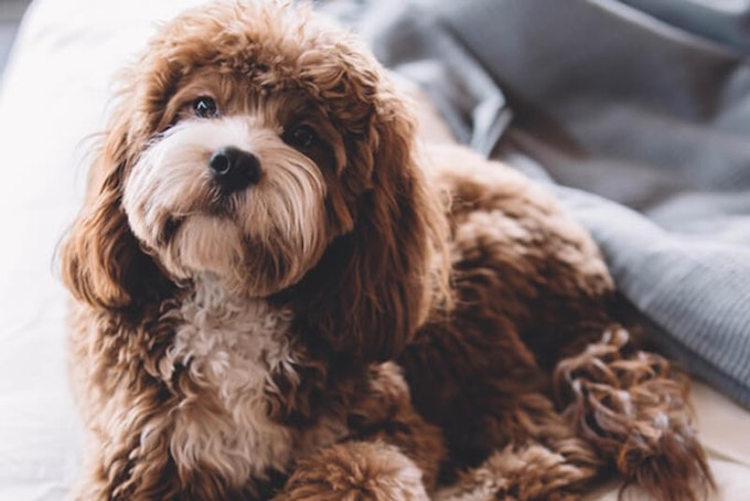 Brown cavapoo