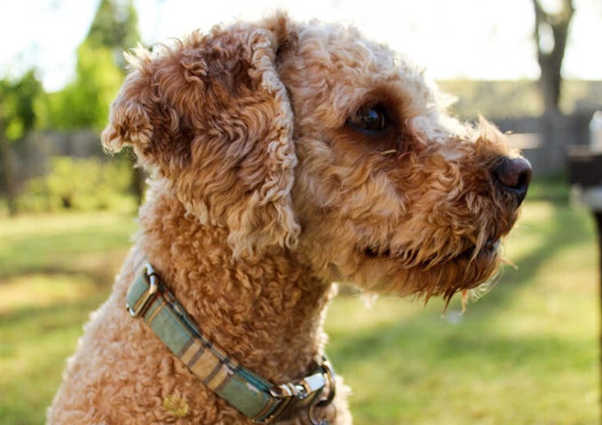 Cavapoo - Pure Pet Food