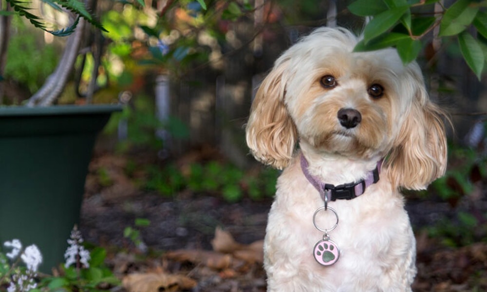 Dog Breeds Dietary Information and Facts - Pure Pet Food