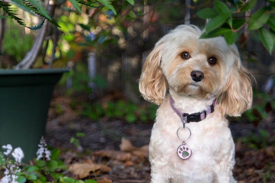 Gold cavapoo