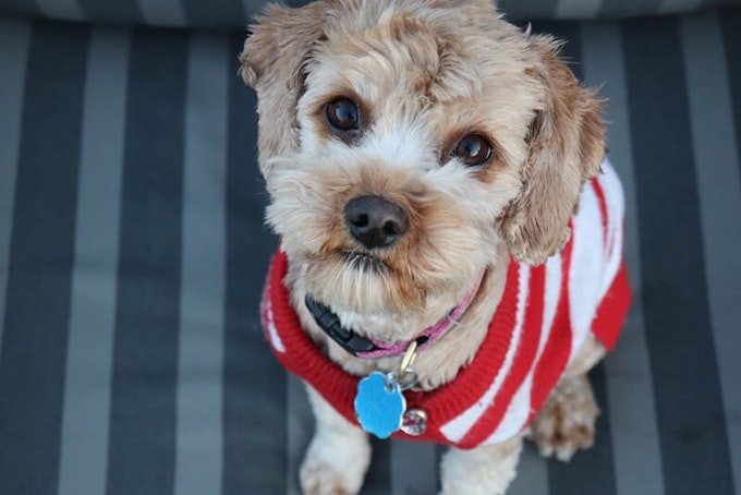 Gold Cavapoo breed